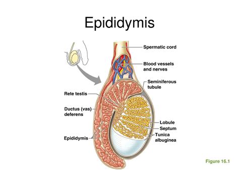 PPT - The Reproductive System PowerPoint Presentation, free download - ID:9223099