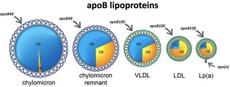 Physiological Bases for the Superiority of Apolipoprotein B Over Low ...