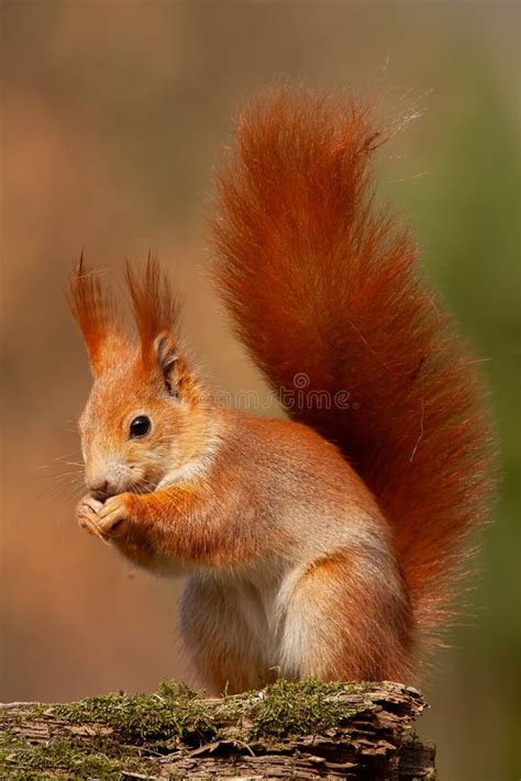 Eurasian Red Squirrel, Sciurus Vulgaris, in Autmn Forest in Warm Light ...