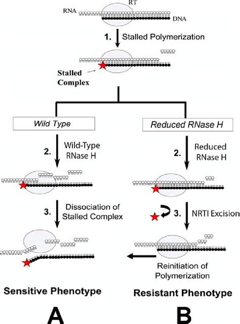 nrti mechanism of action - Captions Ideas