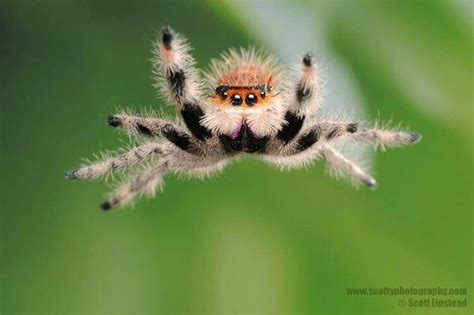 Jumping Spider Memes - Imgflip