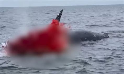 Unbelievable moment a humpback whale EXPLODES and releases a sea of ...