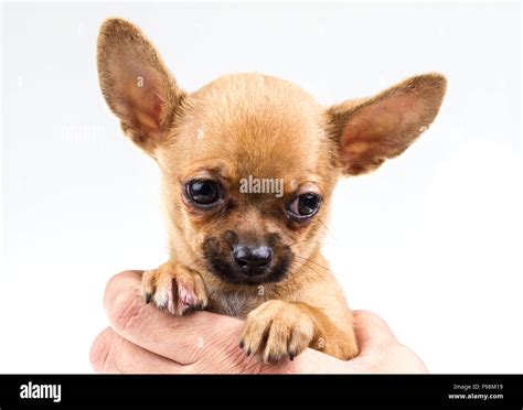 expressive portrait Chihuahua puppy Stock Photo - Alamy