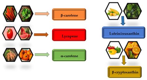 Antioxidants | Free Full-Text | Overview of the Potential Beneficial ...