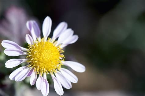 Imperfect Flower | Flickr - Photo Sharing!