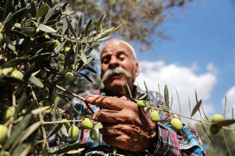 Olive tree, za'atar, cactus: Palestine's symbolic plants and the meanings behind them | Middle ...