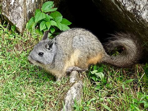 Where Do Chinchillas Live In The Wild? - WorldAtlas