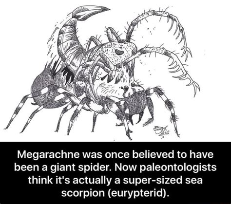 Megarachne was once believed to have been a giant spider. Now paleontologists think it's ...