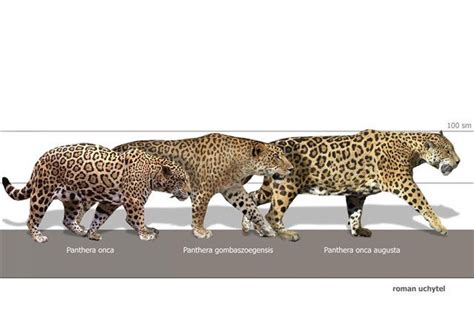 jaguar vs leopard - Pesquisa Google | Prehistoric animals dinosaurs, Prehistoric animals ...