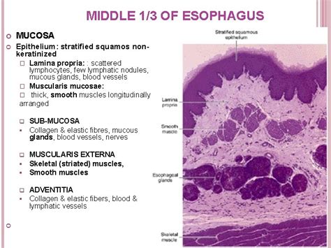 HISTOLOGY OF ESOPHAGUS GASTRO ESOPHAGEAL JUNCTION By Dr