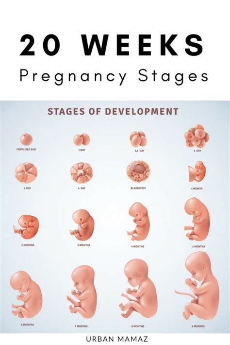 20 WEEKS PREGNANT - Urban Mamaz