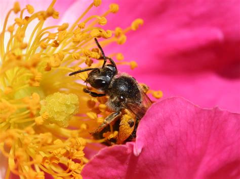 File:Bee pollinating a rose.jpg - Wikipedia