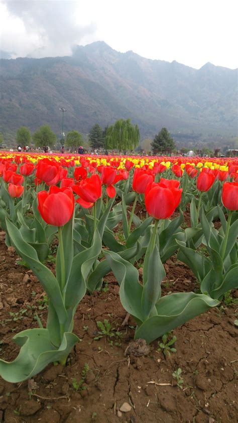 Tulip garden. Kashmir | Tulips garden, Plants, Tulips