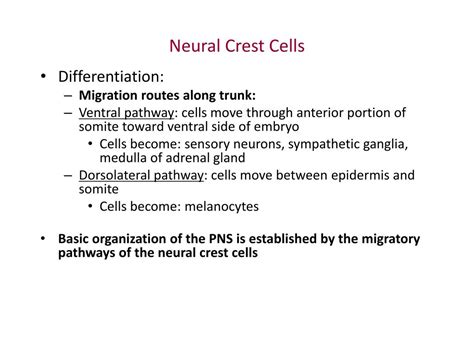 PPT - Neurulation PowerPoint Presentation, free download - ID:1270086