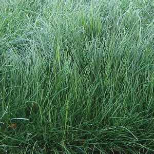 Creeping Red Fescue Grass Seeds