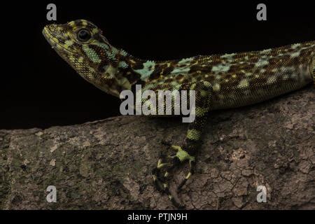 A collared tree runner (Plica plica) a very fast arboreal lizard that runs straight up trees in ...