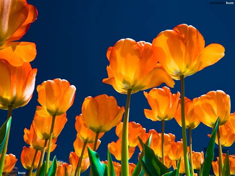 Orange Tulips HD Wallpapers - Top Free Orange Tulips HD Backgrounds ...