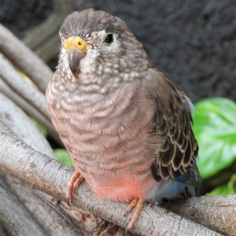 bourkes parakeets | jpeg is known by several names bourke parakeet bourke s parrot bourke ...