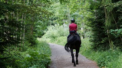 Trot The Trails On A Horse! – The Waynedale News