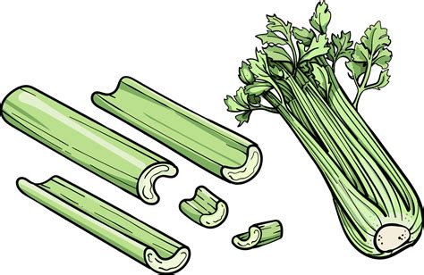 Celery vector illustration. Engraving vegatable. Celery isolated. Detailed vegetarian food. Farm ...