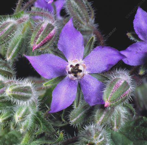 Borage flower - Stock Image - C023/6965 - Science Photo Library