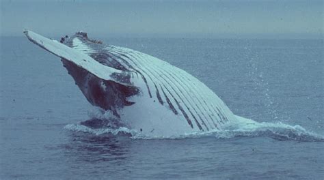 Species profile—Megaptera novaeangliae (humpback whale) | Environment, land and water ...