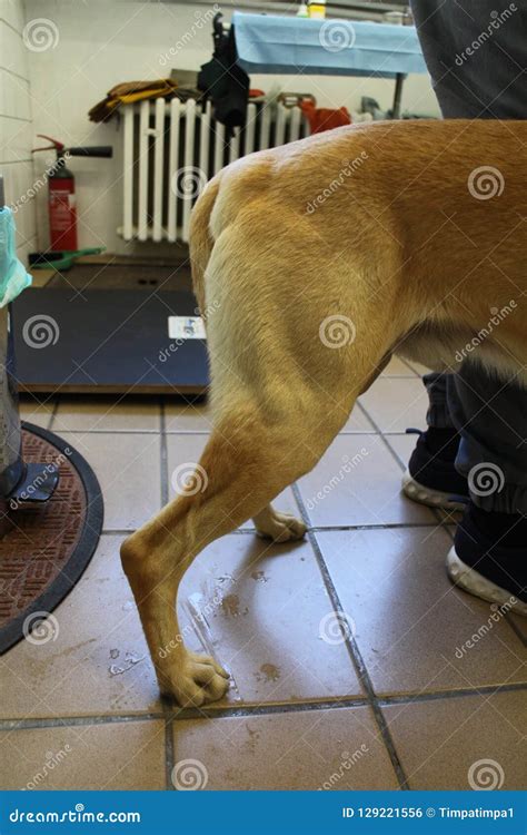 Perineal hernia by dog stock photo. Image of hound, veterinary - 129221556