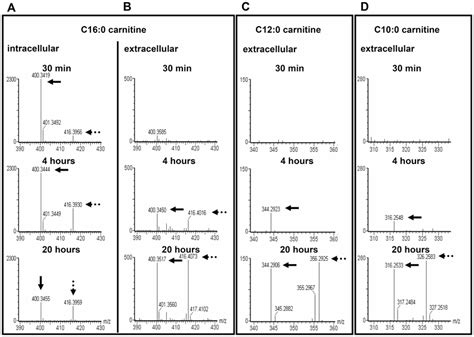 13C-Acylcarnitine synthesis and release from primary human... | Download Scientific Diagram