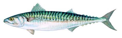 Atlantic Mackerel Fishing Guide | How to Catch a Atlantic Mackerel