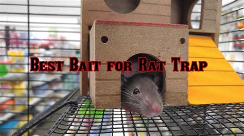 What Is The Best Bait For Rat Trap That Actually Works?