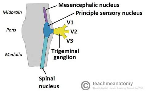 The Maxillary Division of the Trigeminal Nerve (CNV2) - TeachMeAnatomy