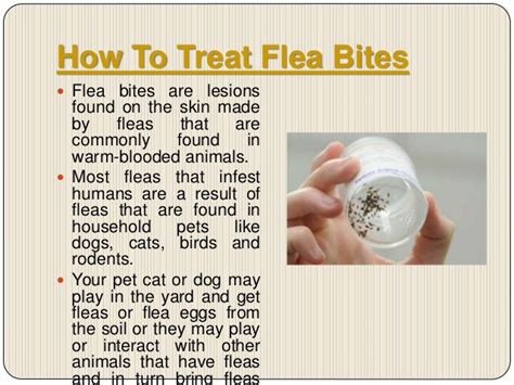 Flea bites