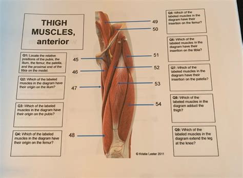 Solved Q5: Which of the labeled muscles in the diagram have | Chegg.com