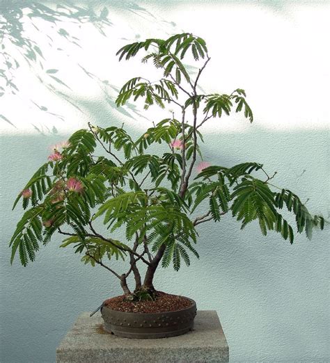 Mimosa Bonsai Trees | Bonsai Tree Gardener