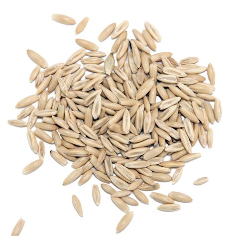 Oat Seeds - Eduscience