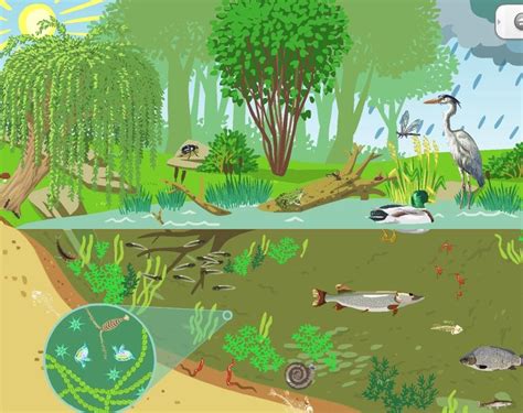 SCIENCE: Ecosystem; Definition, Types, Levels, and Inter Component