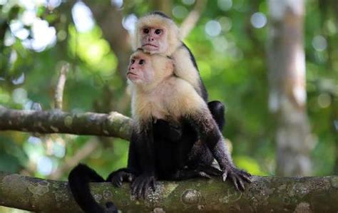 Capuchin monkey - Online Jigsaw Puzzles