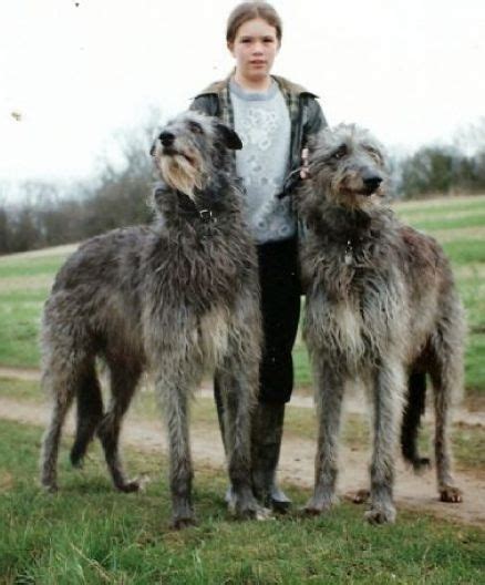 Big Dog Scottish Deerhound Vs Irish Wolfhound Großer Hund Scottish ...