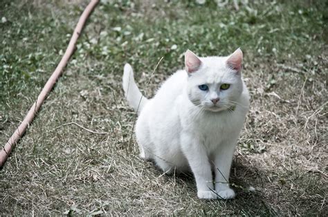 Leucistic Cat | This cat is hanging around my grandparents h… | PonyHans / Castor | Flickr