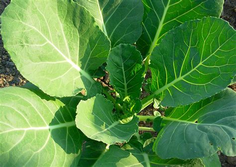 Collard greens | Diseases and Pests, Description, Uses, Propagation