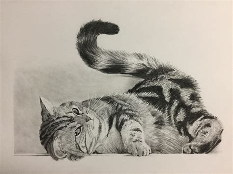 Charcoal drawing of a cat : r/drawing