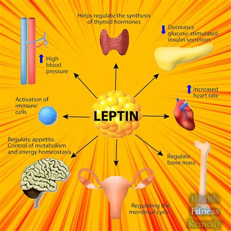 leptin | Health Fitness Remedy