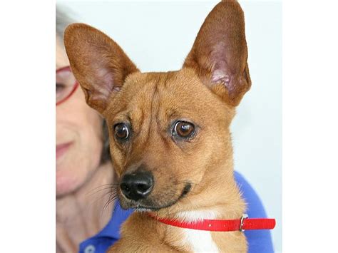 *ADOPTED* Kamal A032681 1 year old Brown Chihuahua mix Male 15 lbs Available 1/30/14 | Brown ...