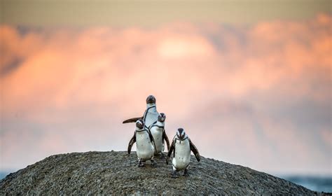 What Is the African Penguin? Why Is it Endangered? - Earth.com