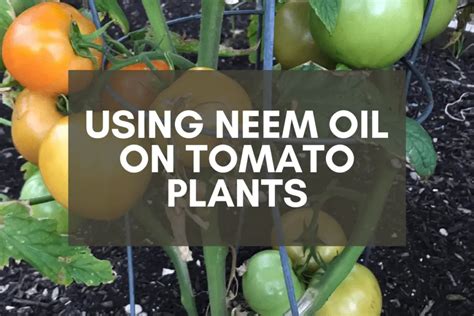 Using Neem Oil on Tomato Plants: An Easy, Step-by-Step Plan – Backyard Garden Geek