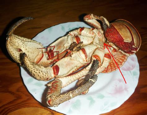 Poisonous Crabs: Types,characteristics and more….