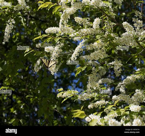 Chokecherry Tree Flowers Stock Photo - Alamy