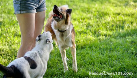 Training - Rescue Dogs 101