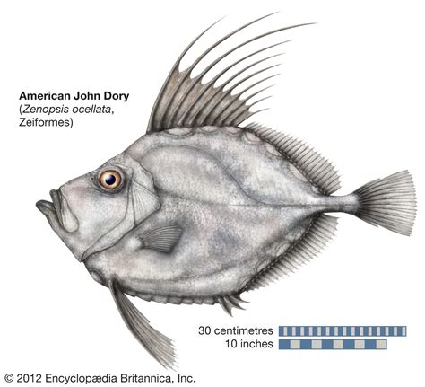 Dory | Blue Tang, Clownfish & Regal Tang | Britannica