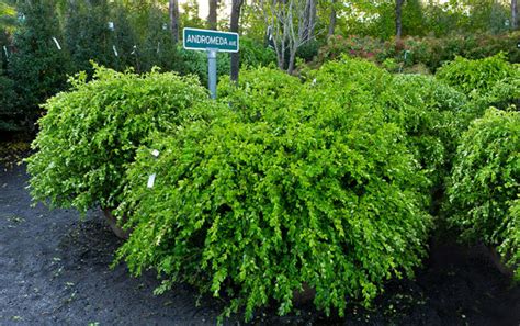 Broadleaf Evergreens - Augustine Nursery